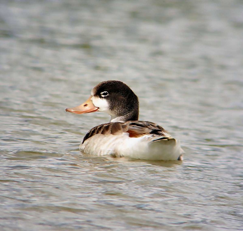 Shelduck