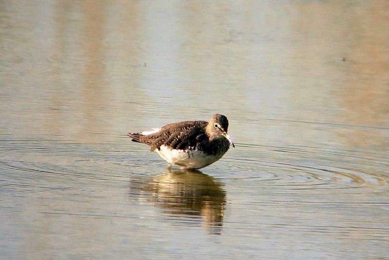 Green Sandpiper