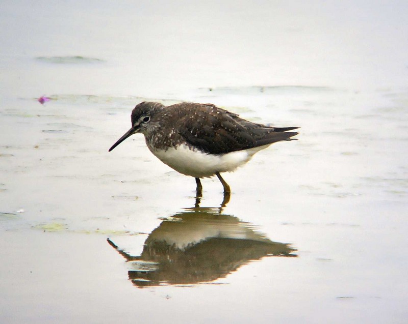 Green Sandpiper