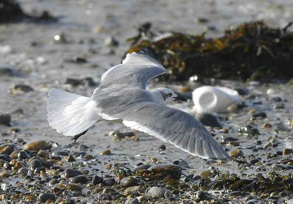 Laughing Gull