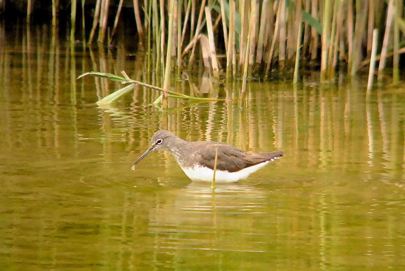 Green Sandpiper