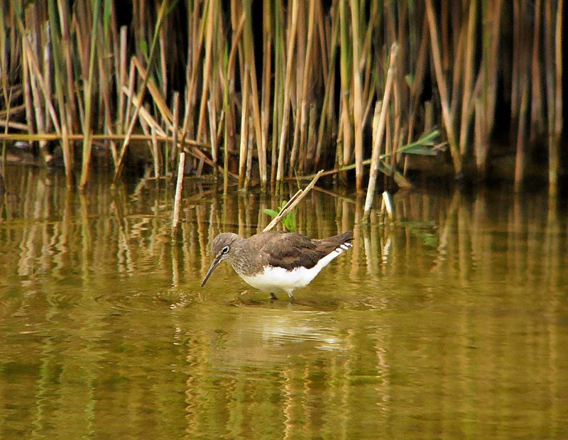Green Sandpiper