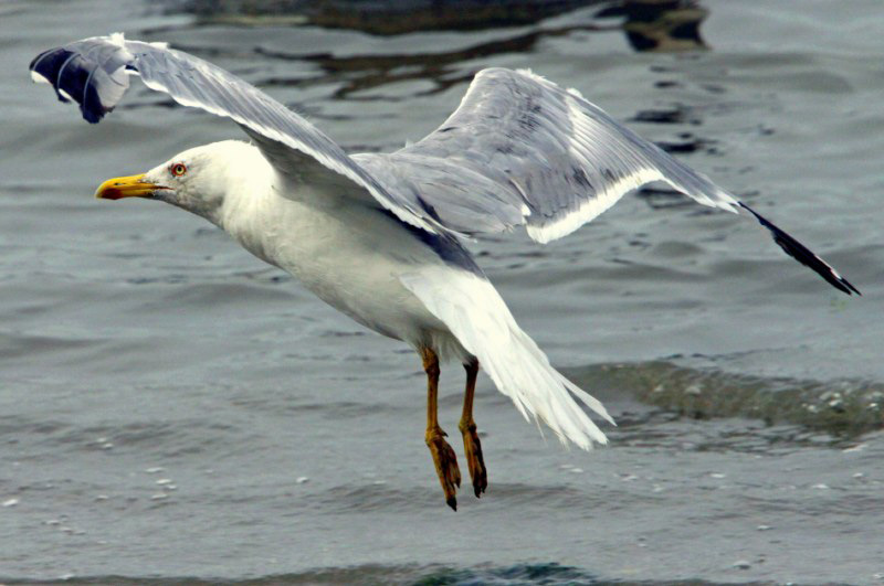 Yellow-legged Gull