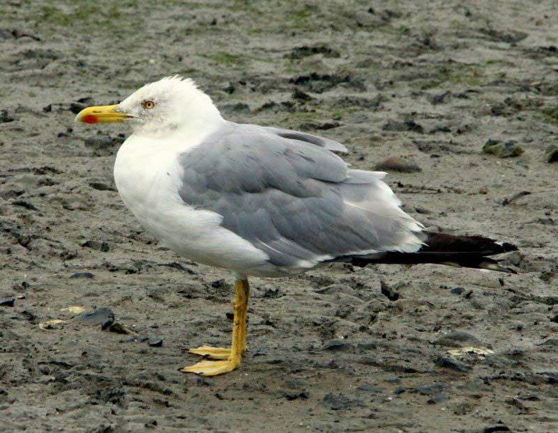 Yellow-legged Gull