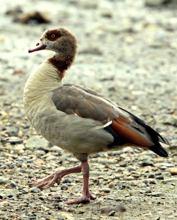 Egyptian Goose