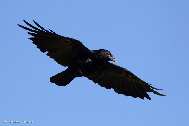 Carrion Crow