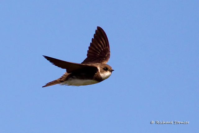 Sand Martin