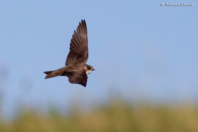 Sand Martin