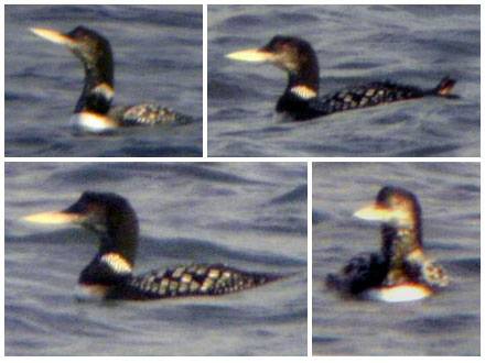 White-billed Diver