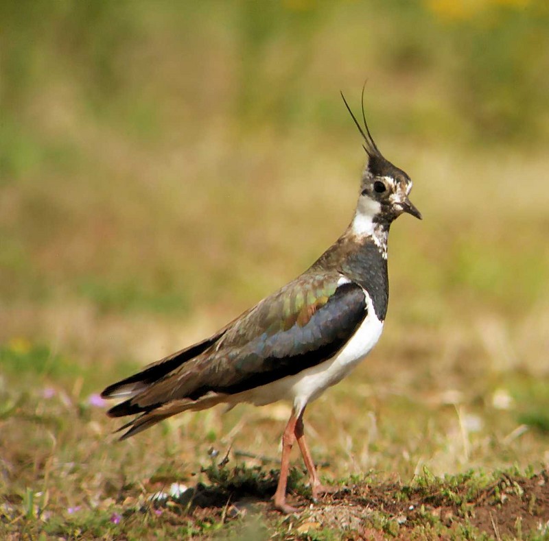 Lapwing