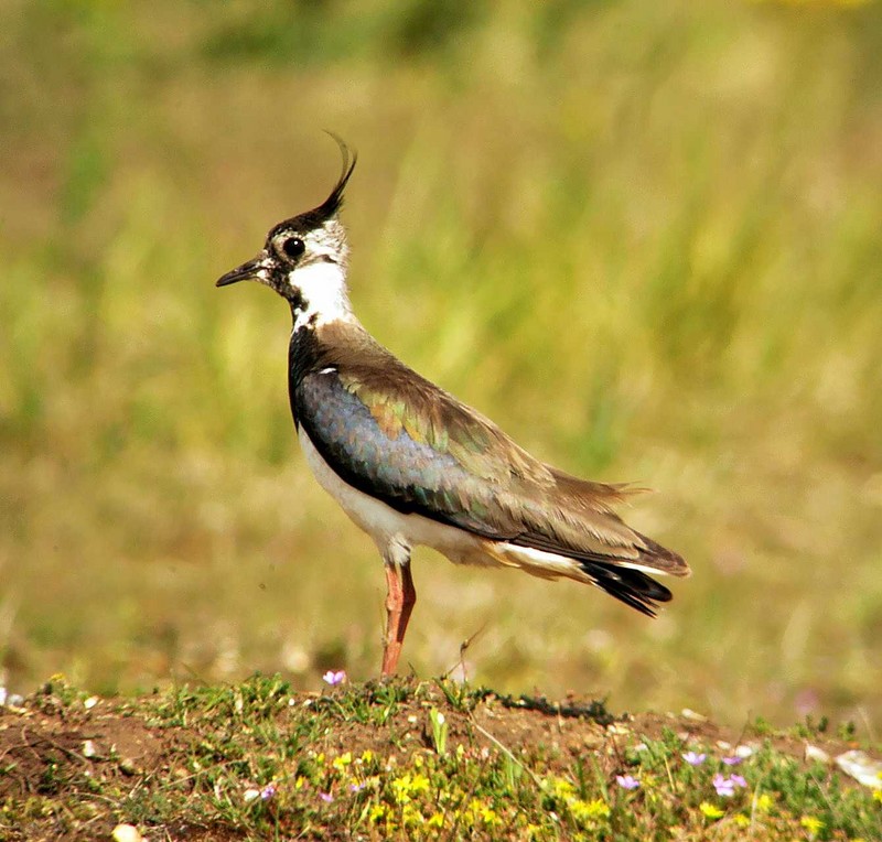Lapwing