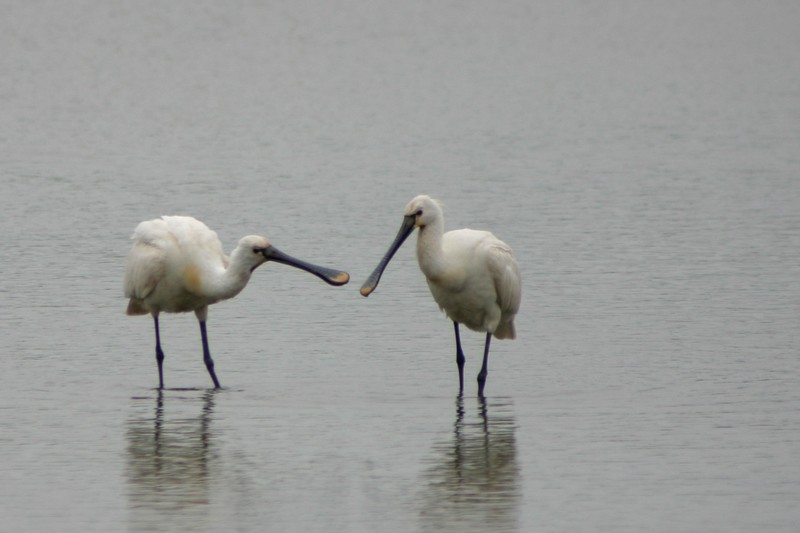 Spoonbill