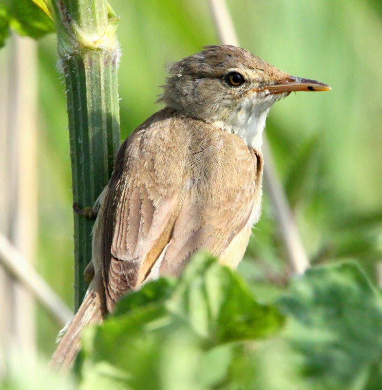 Reed Warbler