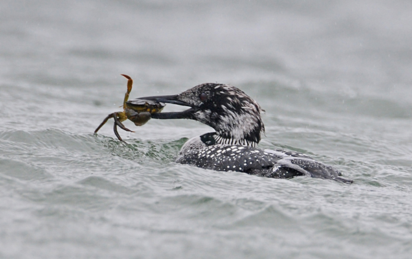 Great Northern Diver