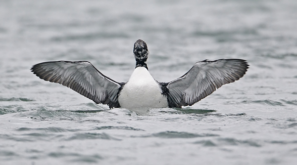 Great Northern Diver