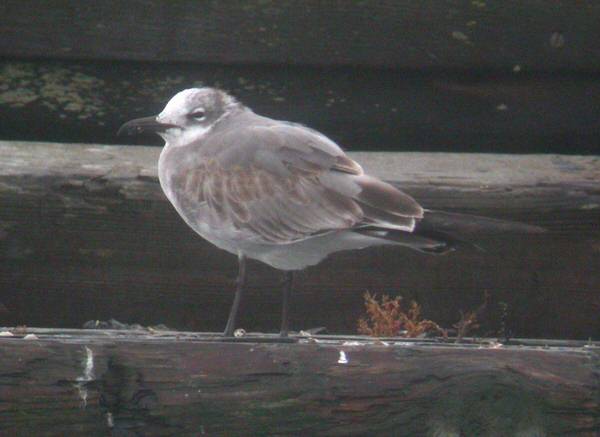 Laughing Gull