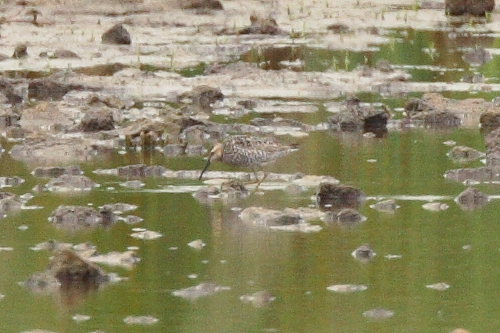 Stilt Sandpiper