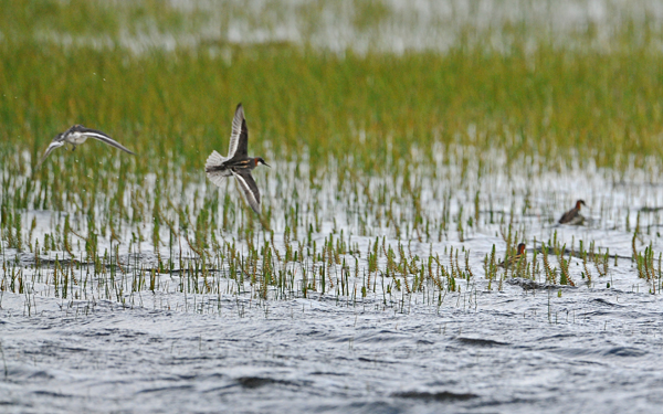 Red-necked Phalarope