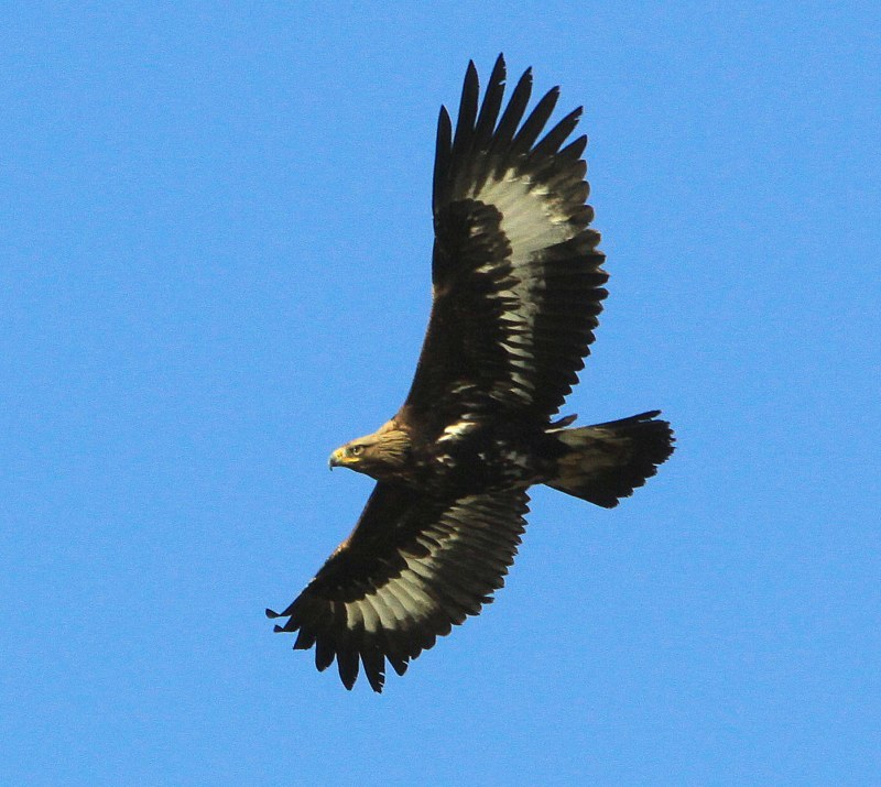 Golden Eagle