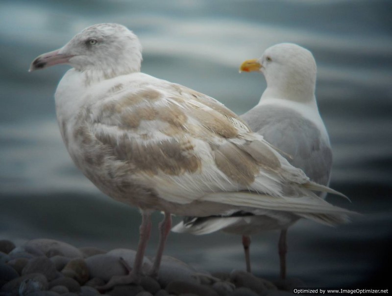 Glaucous Gull
