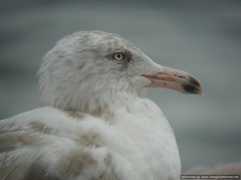 Glaucous Gull