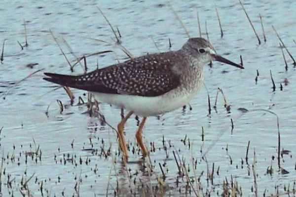 Lesser Yellowlegs