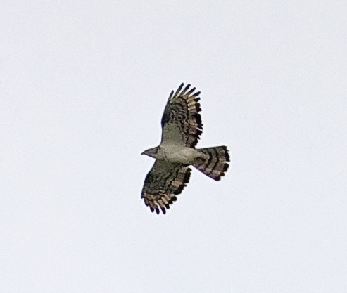 Honey Buzzard