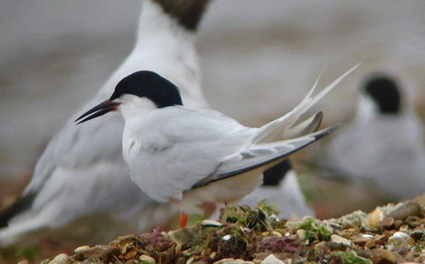 Roseate Tern