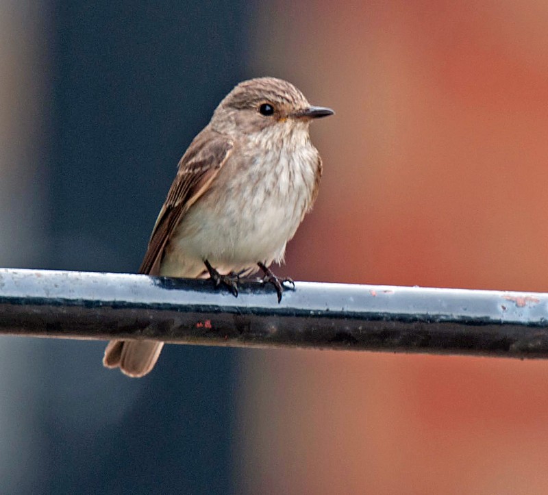 Spotted Flycatcher