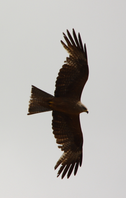Black Kite