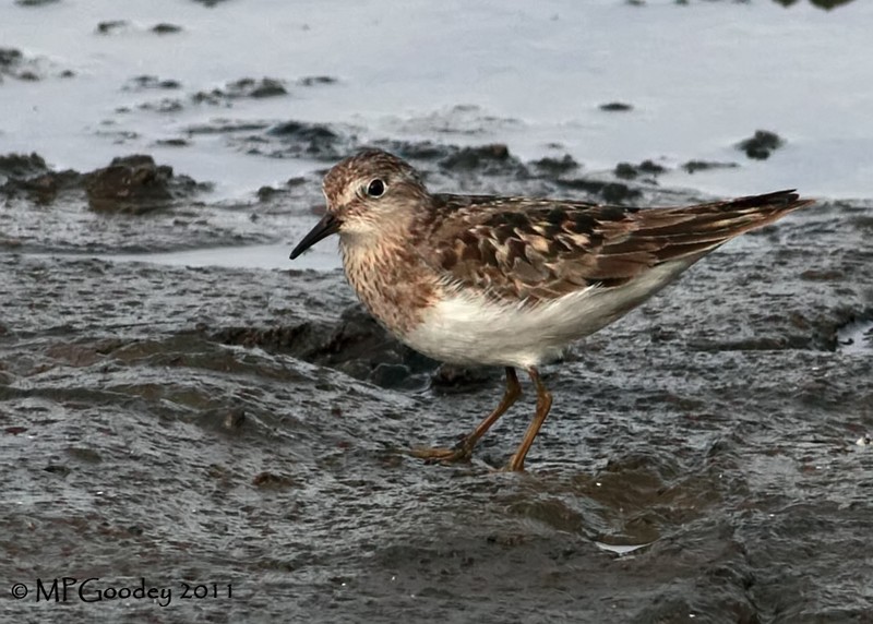 Temminck's Stint