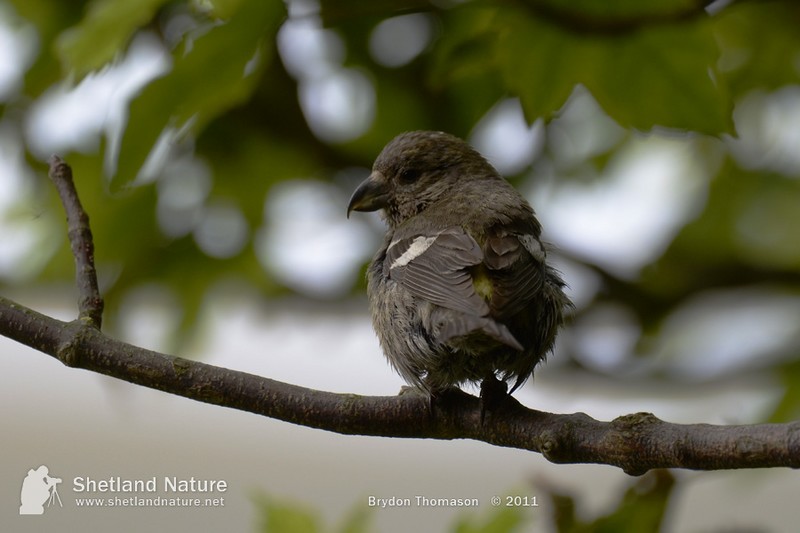 Two-barred Crossbill