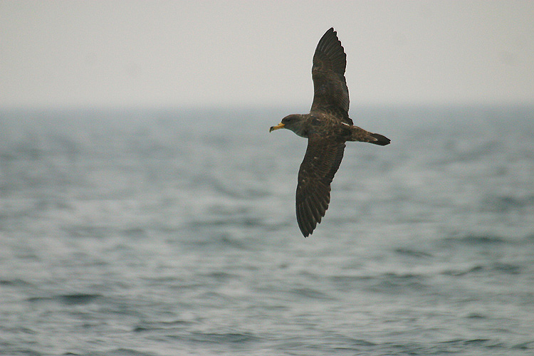 Cory's Shearwater