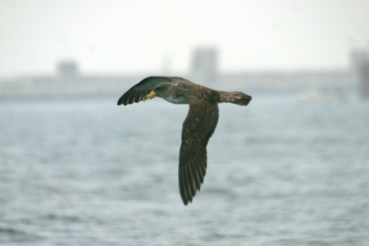 Cory's Shearwater