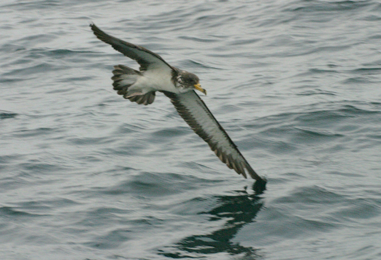 Cory's Shearwater