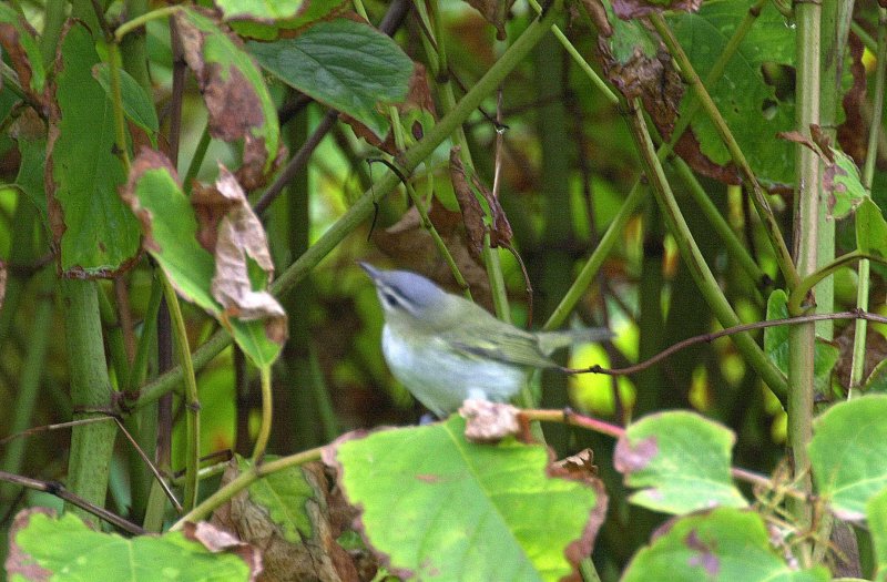 Red-eyed Vireo