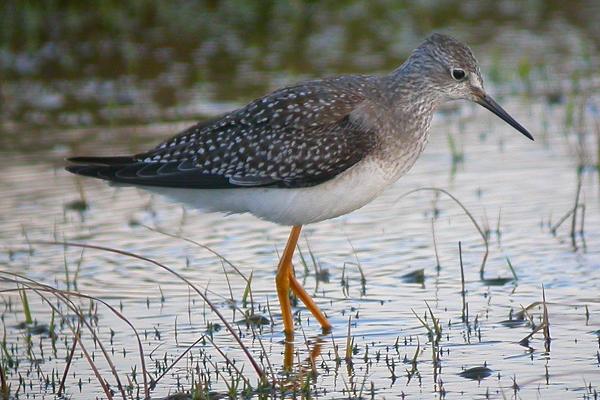 Lesser Yellowlegs