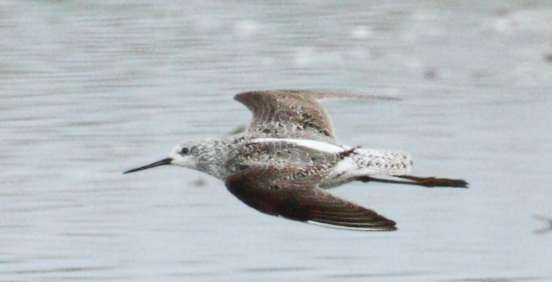 Marsh Sandpiper