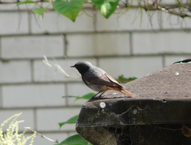 Black Redstart