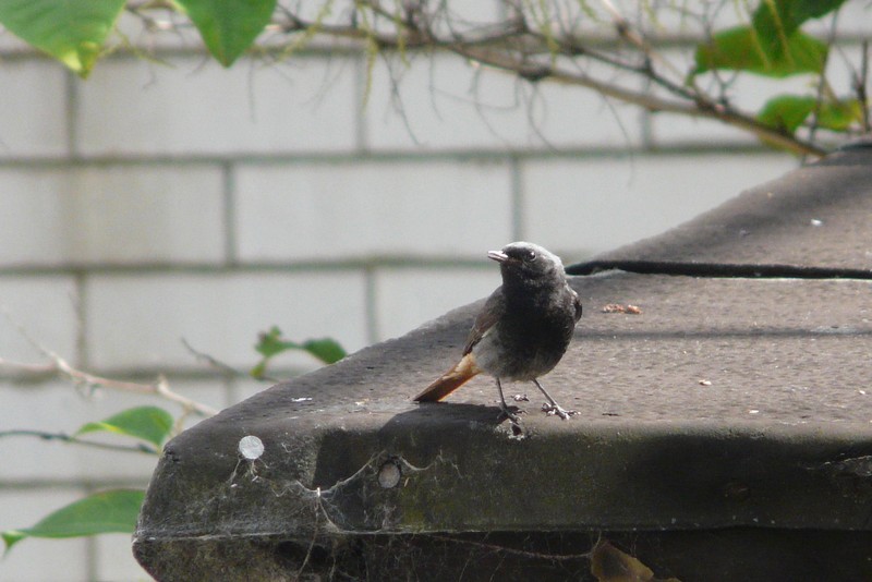 Black Redstart