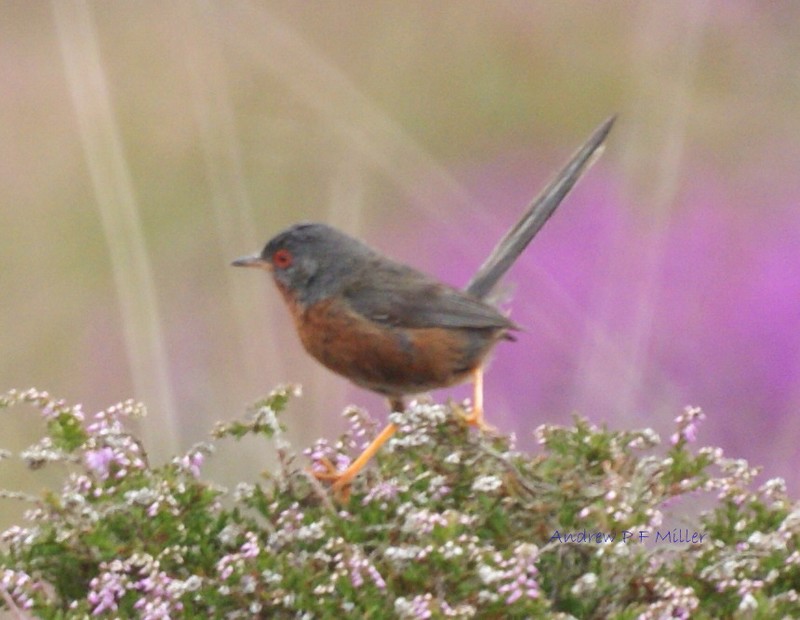 Dartford Warbler