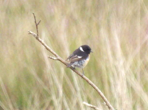 Stonechat