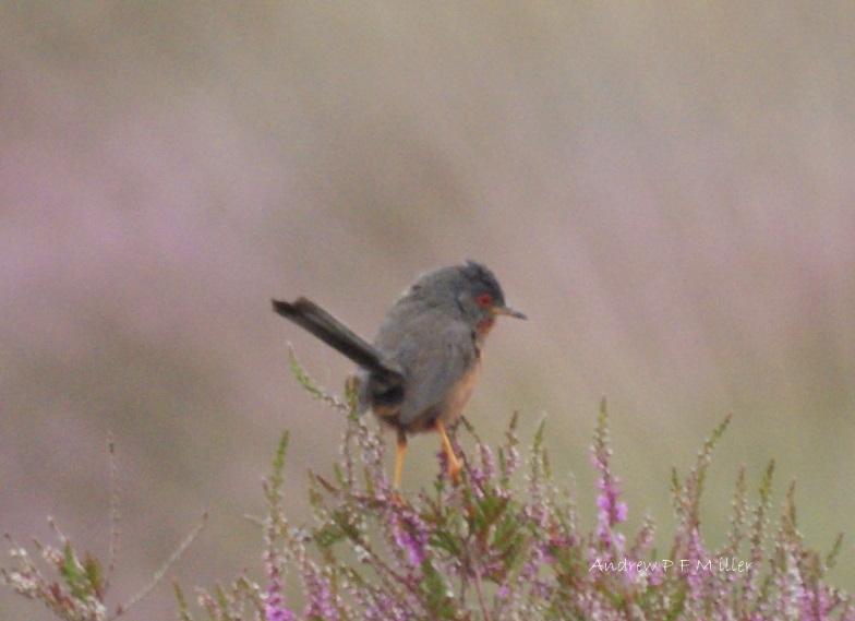 Dartford Warbler