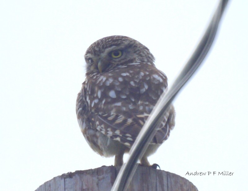 Little Owl