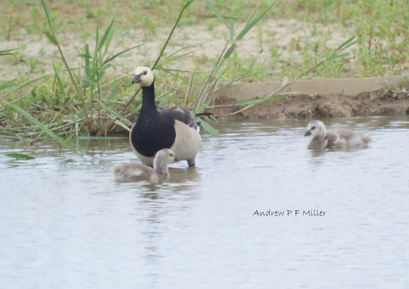 Barnacle Goose