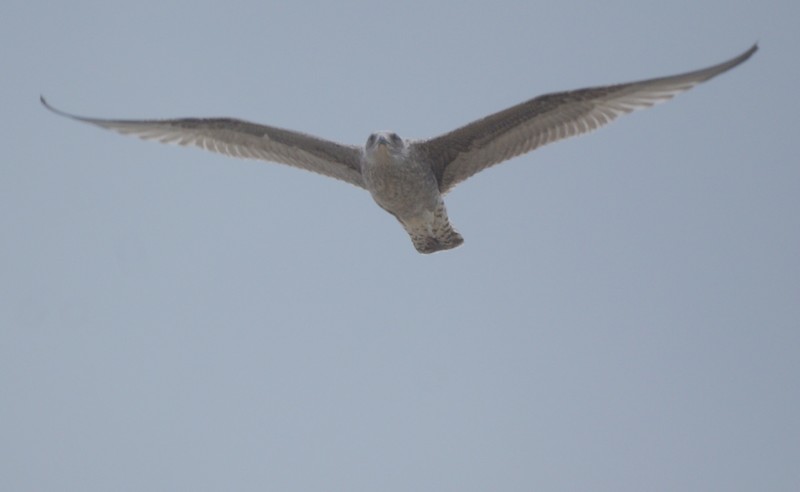 Herring Gull