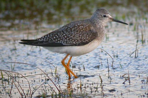 Lesser Yellowlegs