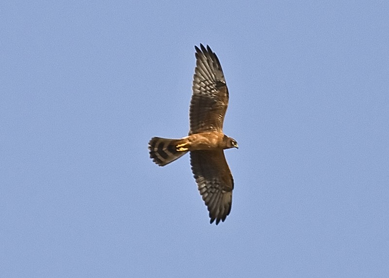 Montagu's Harrier