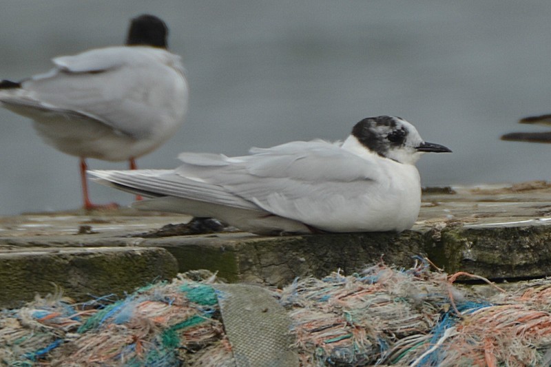 Little Gull