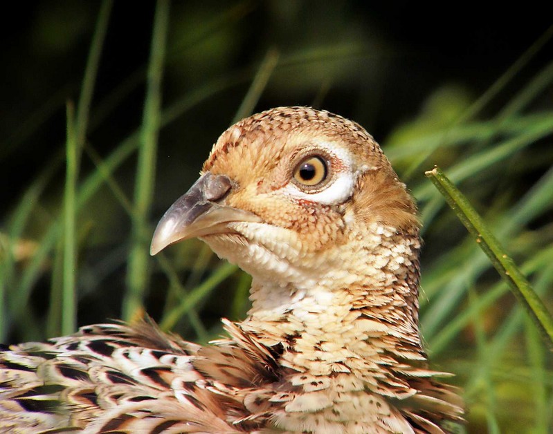 Pheasant